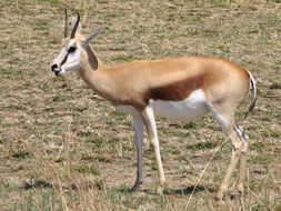 Image of Springbok