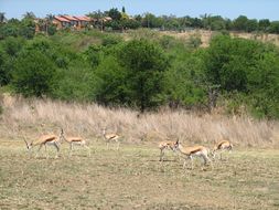 Image of Springbok