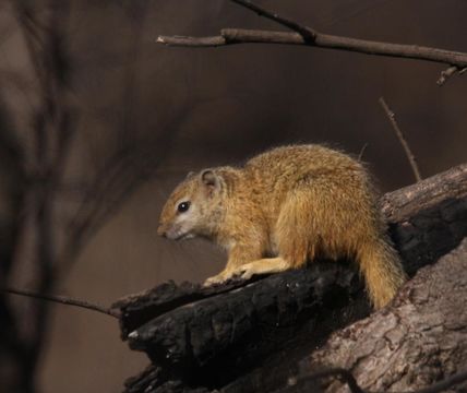 Image of Smith's Bush Squirrel