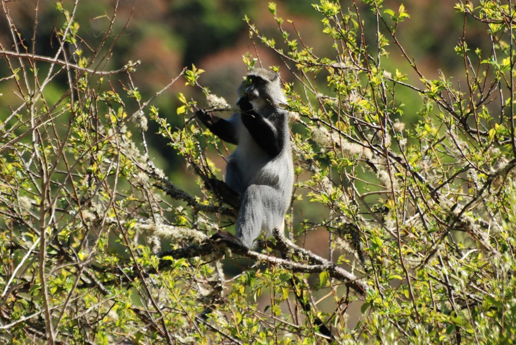 Image of Samango Monkey