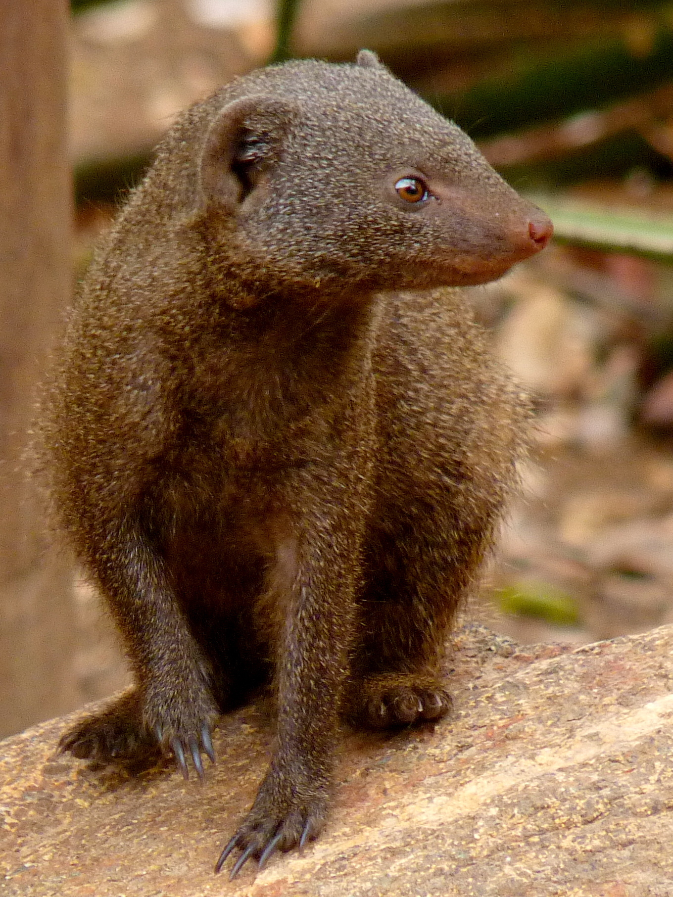 Image of Dwarf mongooses