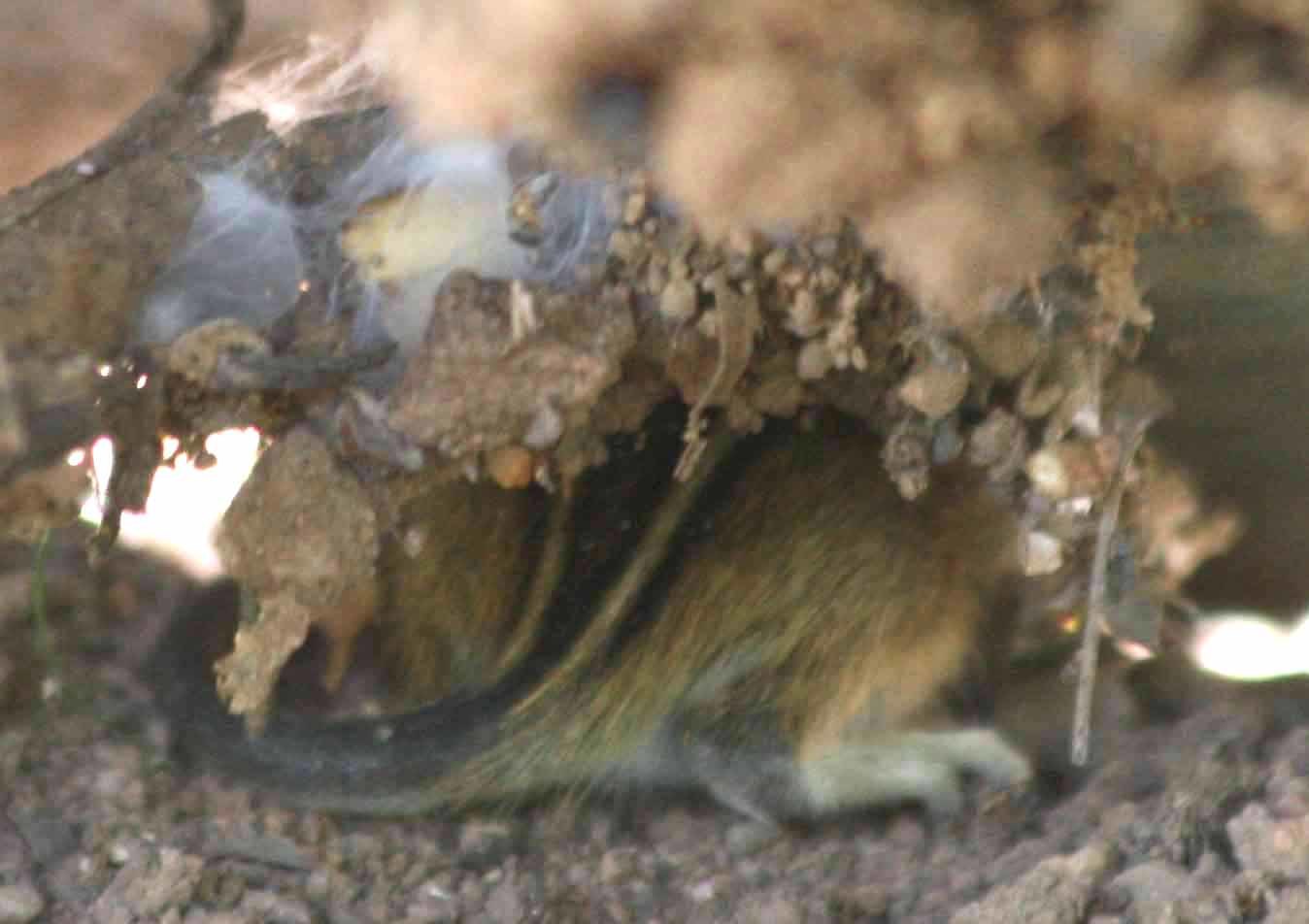 Image of Four-striped Grass Mouse