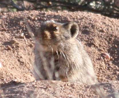 Image of Brants' Whistling Rat