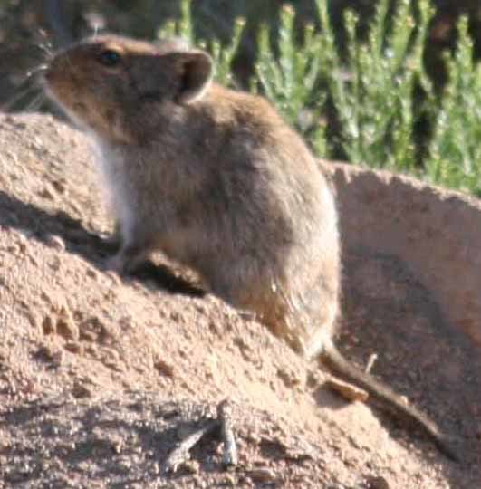 Parotomys brantsii (A. Smith 1834) resmi