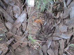 Image of Bushbuck