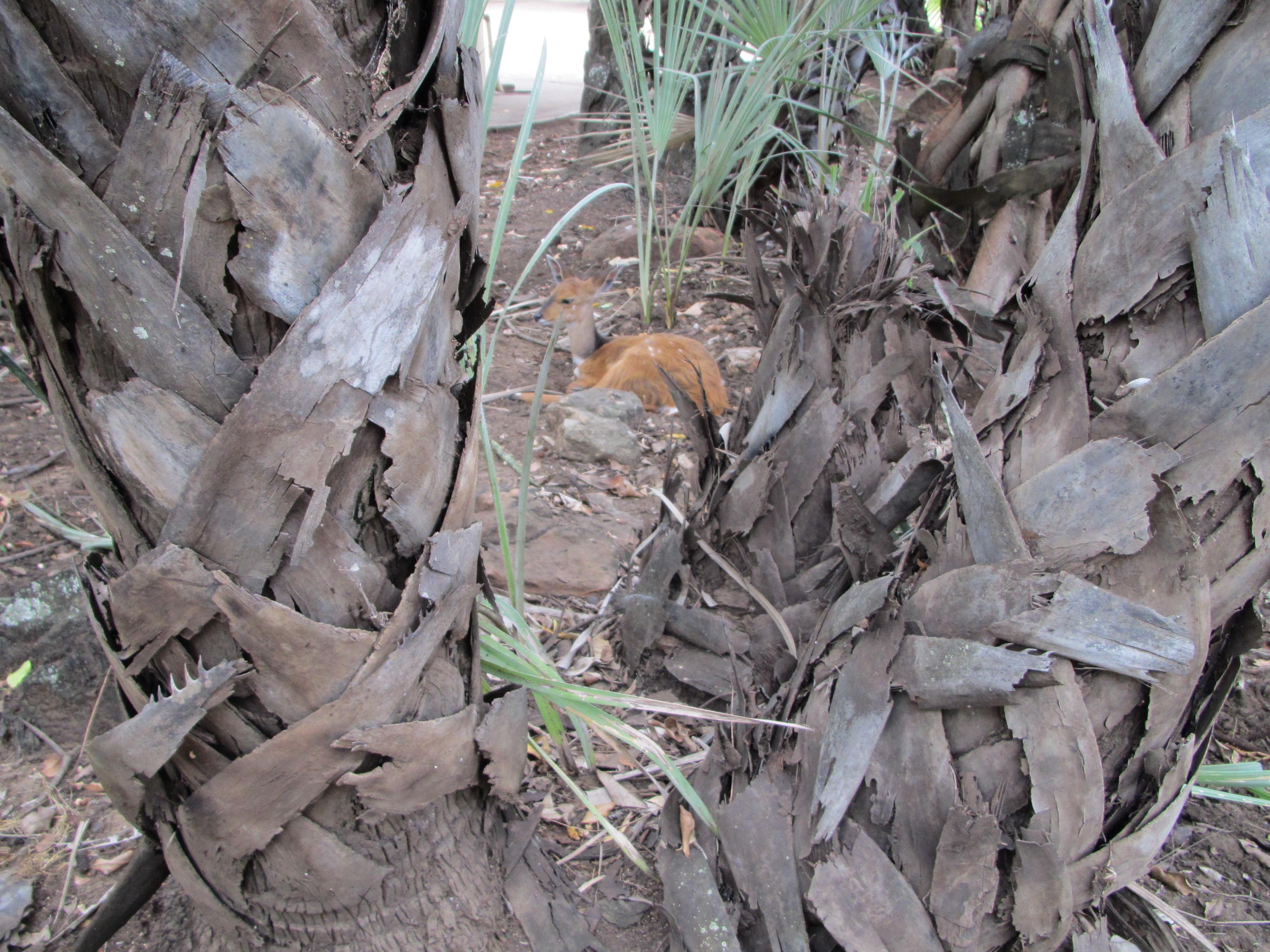 Image of Bushbuck