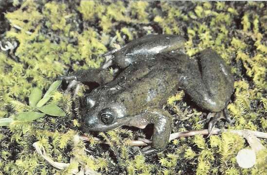 Image of Sehuencas water frog