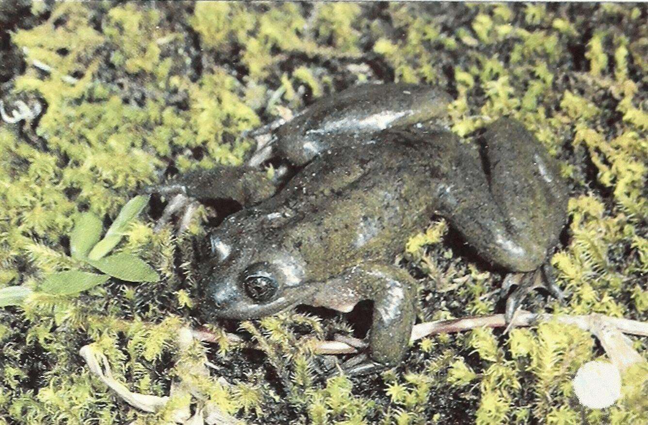 Image of Sehuencas water frog