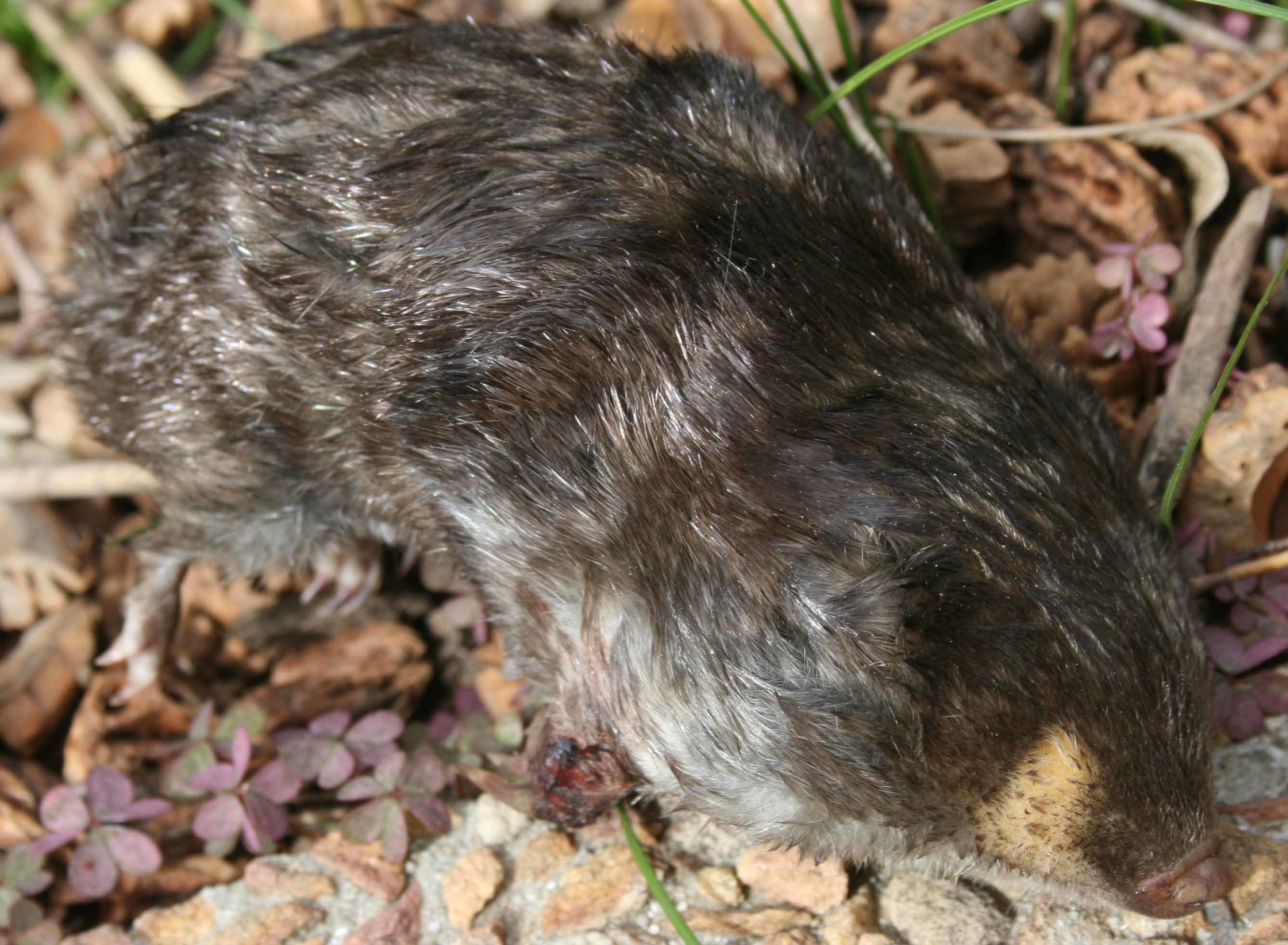 Image of Cape Golden Mole