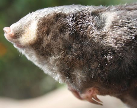 Image of Cape Golden Mole