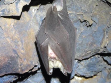 Image of horseshoe bats