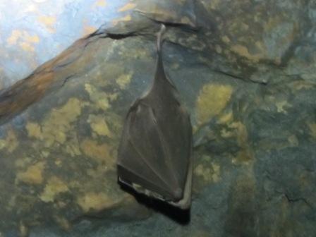 Image of horseshoe bats