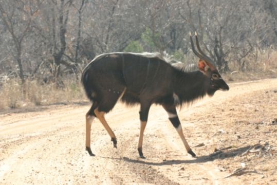 Image of Nyala