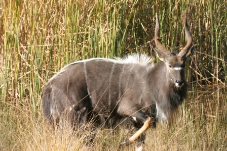 Image of Nyala