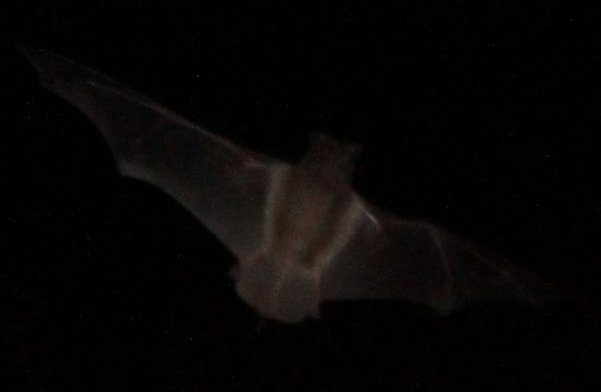 Image of Tadarine Free-tailed Bats