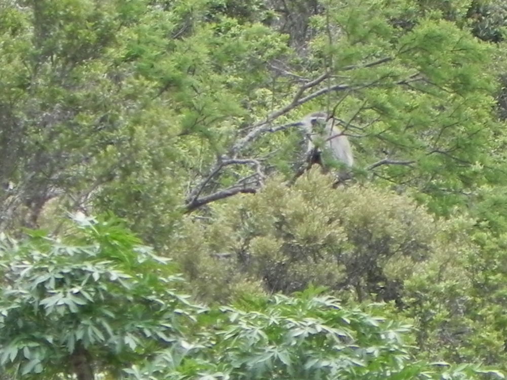 Image of Vervet Monkey