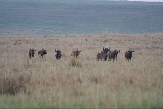 Image of Black Wildebeest