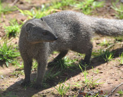 Image of Cape Gray Mongoose -- Small Grey Mongoose