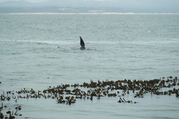 Image of Right whale