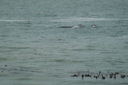 Image of Right whale