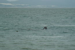 Image of Right whale