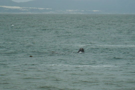 Image of Right whale