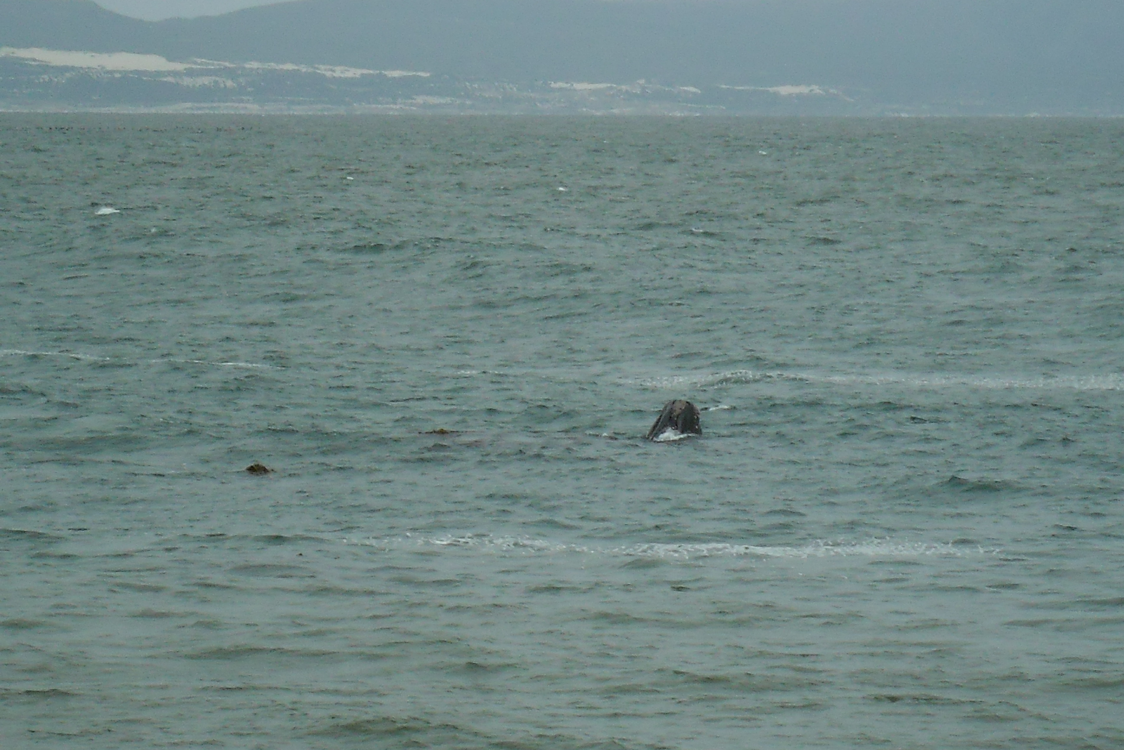 Image of Right whale