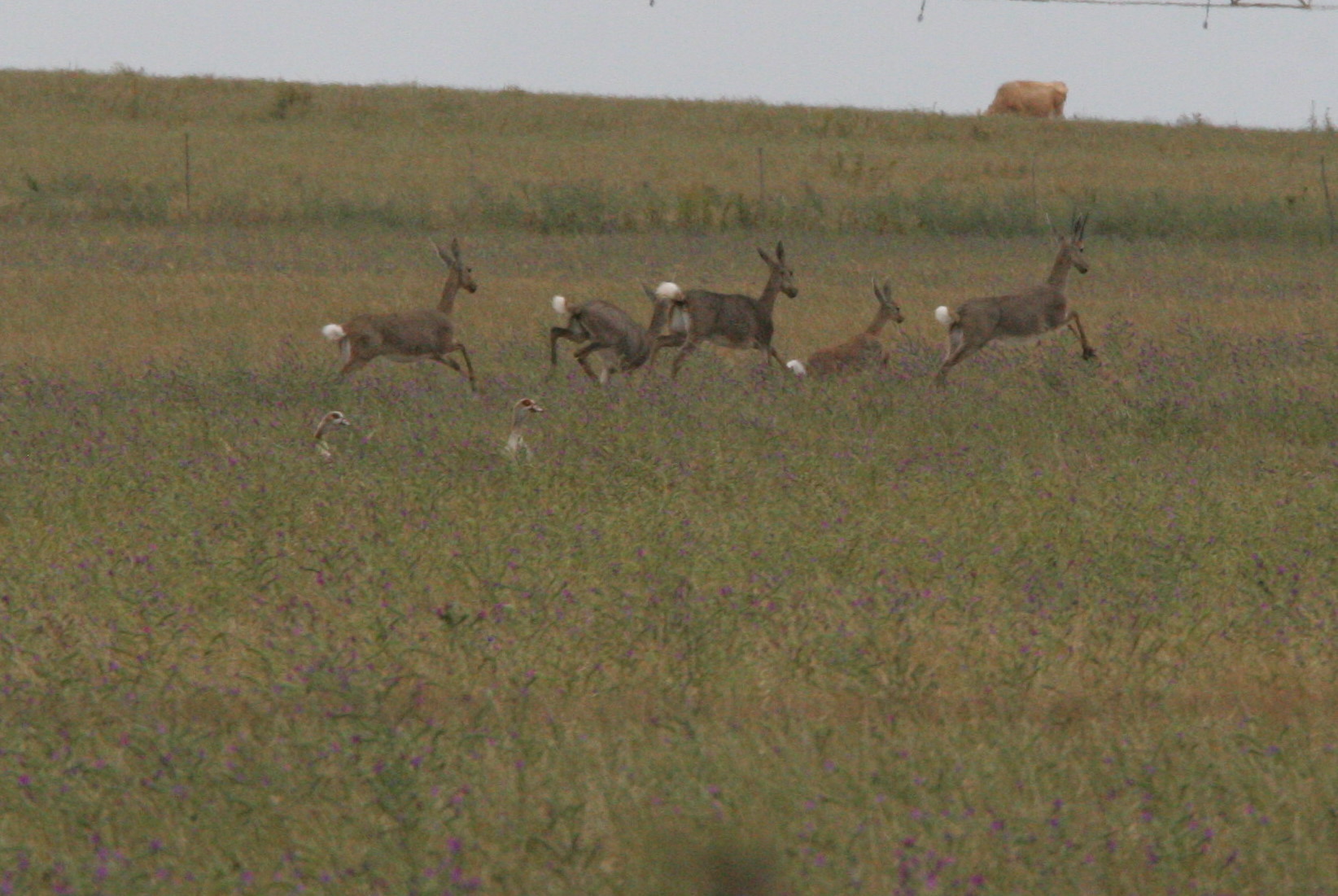 Image of Grey Rhebok