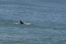 Image of Right whale