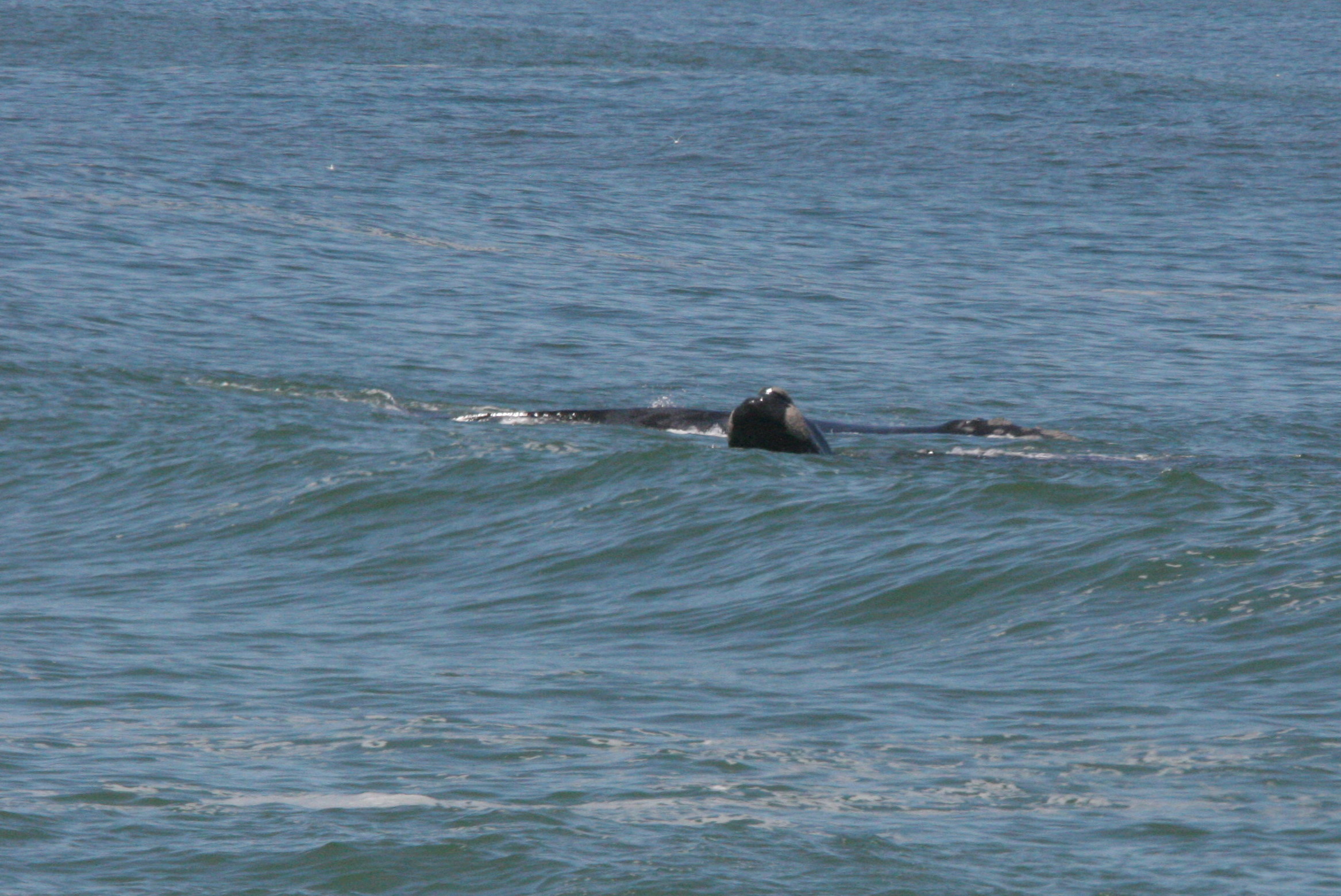 Image of Right whale