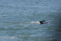 Image of Right whale