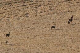 Image of Grey Rhebok