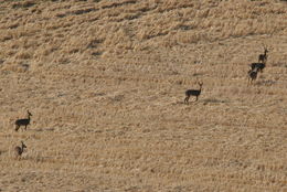 Image of Grey Rhebok