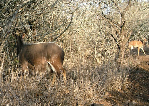 Image of Nyala