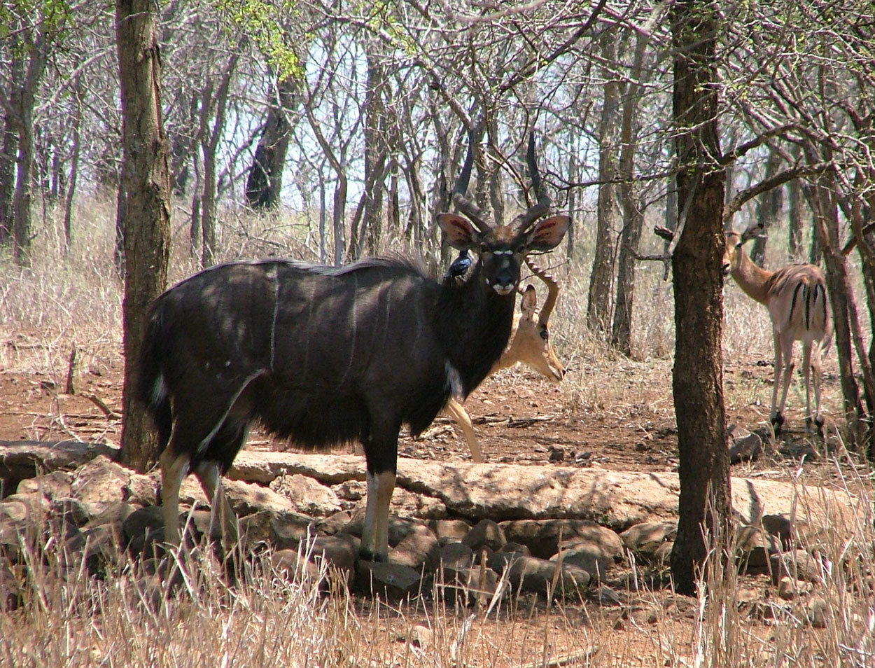 Imagem de Tragelaphus angasii Angas 1849