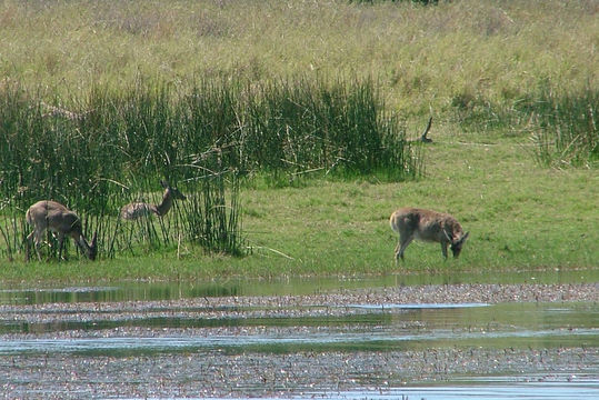 Image of Reedbuck