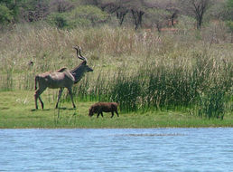 Image of Greater Kudu