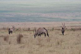 Imagem de Oryx gazella (Linnaeus 1758)