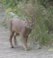 Image de Caracal Gray 1843