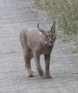 Image de Caracal Gray 1843