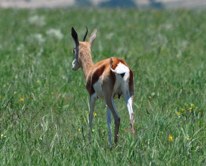 Image of Springbok