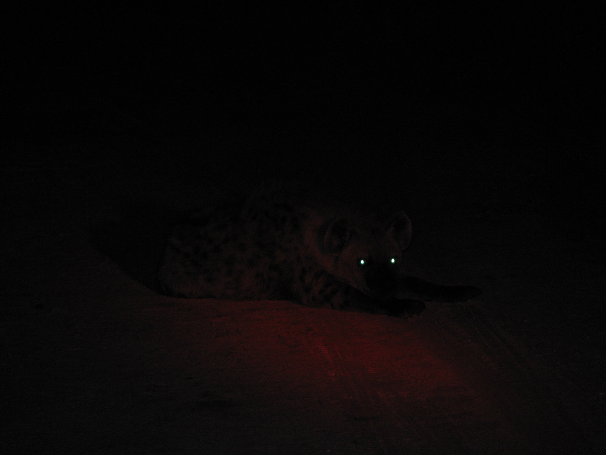 Image of Spotted Hyaenas