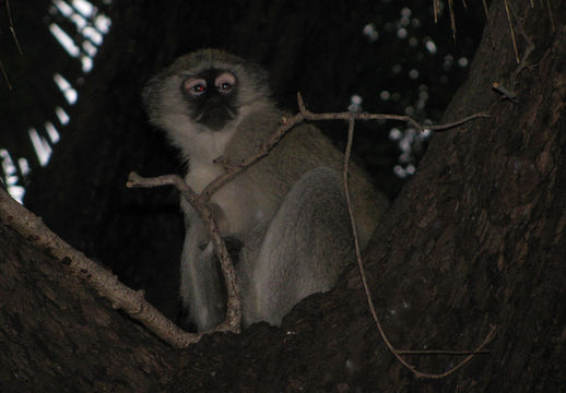 Image of Vervet Monkey