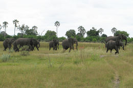 Image of African bush elephant