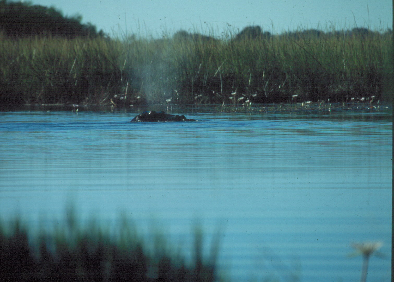 Image of Common Hippopotamus