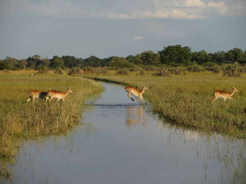 Image of Red Lechwe