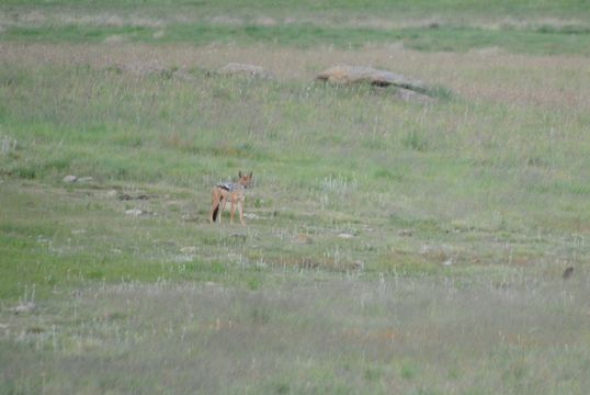 Image of Black-backed Jackal