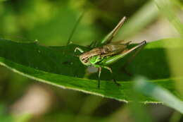 Image of Metrioptera roeselii