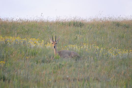 Image of Grey Rhebok