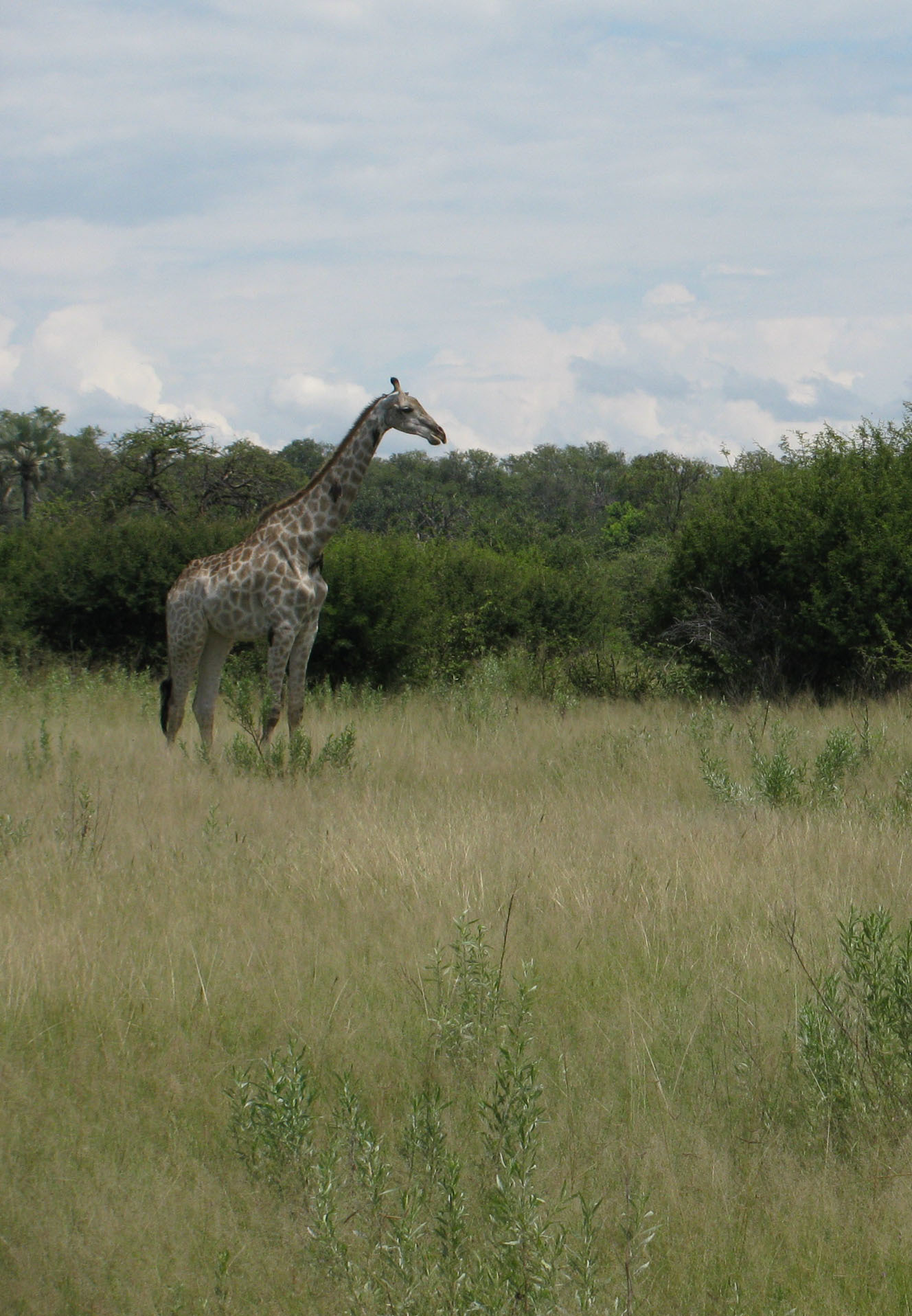 Image of Angolan Giraffe